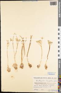 Ornithogalum orthophyllum subsp. kochii (Parl.) Zahar., Eastern Europe, North Ukrainian region (E11) (Ukraine)