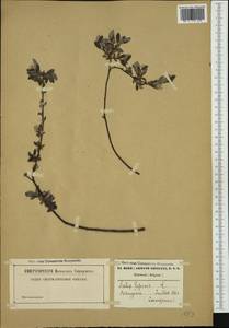 Salix repens L., Western Europe (EUR) (Belgium)