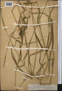 Elymus drobovii (Nevski) Tzvelev, Middle Asia, Northern & Central Tian Shan (M4) (Kazakhstan)