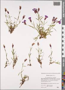 Dianthus repens, Siberia, Western Siberia (S1) (Russia)