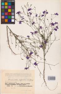 Delphinium consolida subsp. consolida, Eastern Europe, Lower Volga region (E9) (Russia)