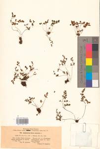 Asplenium ruta-muraria L., Eastern Europe, North-Western region (E2) (Russia)