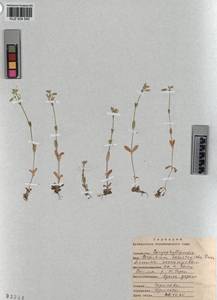 KUZ 004 540, Cerastium holosteoides Fries emend. Hyl., Siberia, Altai & Sayany Mountains (S2) (Russia)