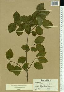 Lonicera xylosteum L., Eastern Europe, Central region (E4) (Russia)