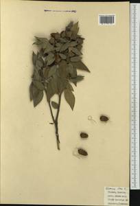 Quercus ilex L., Western Europe (EUR) (Italy)