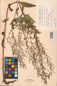 Epilobium adenocaulon × roseum, Eastern Europe, Moscow region (E4a) (Russia)