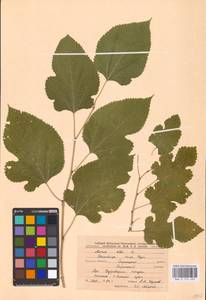 Morus alba L., Eastern Europe, Central forest-and-steppe region (E6) (Russia)