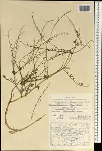 Corethrodendron fruticosum (Pall.) B.H.Choi & H.Ohashi, Mongolia (MONG) (Mongolia)