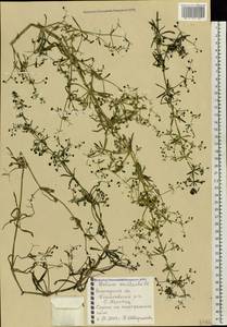 Galium spurium subsp. spurium, Eastern Europe, Northern region (E1) (Russia)
