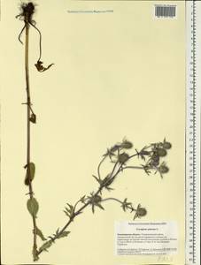 Eryngium planum L., Eastern Europe, Central region (E4) (Russia)