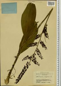 Veratrum nigrum L., Siberia, Altai & Sayany Mountains (S2) (Russia)