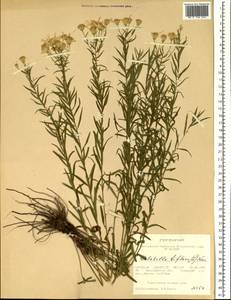 Galatella biflora (L.) Nees, Siberia, Western Siberia (S1) (Russia)