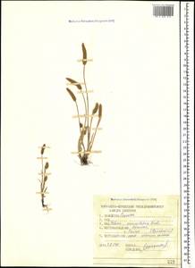 Phleum paniculatum Huds., Caucasus, Dagestan (K2) (Russia)