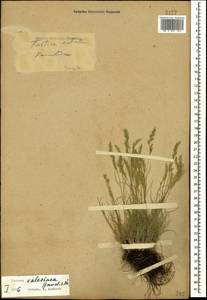 Festuca valesiaca Schleich. ex Gaudin, Caucasus, Stavropol Krai, Karachay-Cherkessia & Kabardino-Balkaria (K1b) (Russia)