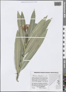 Nerium oleander L., South Asia, South Asia (Asia outside ex-Soviet states and Mongolia) (ASIA) (United Arab Emirates)