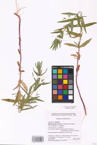 MHA 0 159 727, Gratiola officinalis L., Eastern Europe, Central forest-and-steppe region (E6) (Russia)