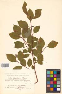 Prunus, Siberia, Russian Far East (S6) (Russia)