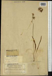 Hyacinthoides non-scripta (L.) Chouard ex Rothm., Western Europe (EUR) (France)