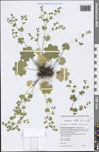 Alchemilla baltica Sam. ex Juz., Siberia, Baikal & Transbaikal region (S4) (Russia)