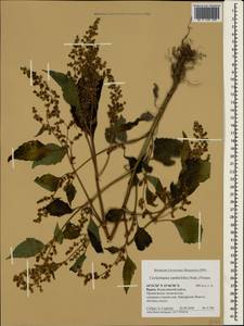 Cyclachaena xanthiifolia (Nutt.) Fresen., Crimea (KRYM) (Russia)