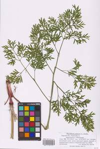 Thysselinum palustre (L.) Hoffm., Eastern Europe, North-Western region (E2) (Russia)
