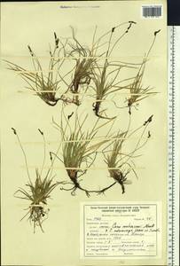 Carex vanheurckii Müll.Arg., Siberia, Baikal & Transbaikal region (S4) (Russia)