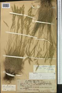 Festuca valesiaca Schleich. ex Gaudin, Middle Asia, Western Tian Shan & Karatau (M3) (Kazakhstan)