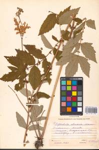 Filipendula ulmaria (L.) Maxim., Eastern Europe, Moscow region (E4a) (Russia)