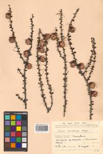 Larix gmelinii var. japonica (Maxim. ex Regel) Pilg., Siberia, Chukotka & Kamchatka (S7) (Russia)