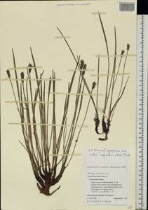 Plantago maritima L., Eastern Europe, Northern region (E1) (Russia)