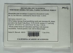 Homalothecium nevadense (Lesq.) Renauld & Cardot, Bryophytes, Bryophytes - America (BAm) (United States)