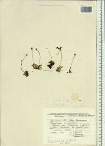 Micranthes merkii subsp. merkii, Siberia, Baikal & Transbaikal region (S4) (Russia)