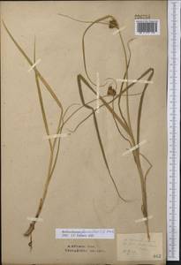 Bolboschoenus glaucus (Lam.) S.G.Sm., Middle Asia, Northern & Central Kazakhstan (M10) (Kazakhstan)