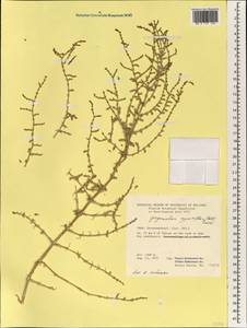 Girgensohnia oppositiflora (Pall.) Fenzl, South Asia, South Asia (Asia outside ex-Soviet states and Mongolia) (ASIA) (Iran)