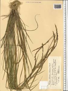 Elymus fibrosus (Schrenk) Tzvelev, Eastern Europe, Central region (E4) (Russia)