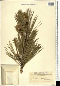 Pinus nigra subsp. pallasiana (Lamb.) Holmboe, Crimea (KRYM) (Russia)