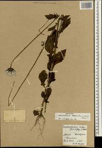 Crassocephalum rubens (Juss. ex Jacq.) S. Moore, Africa (AFR) (Mali)
