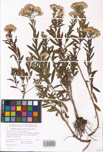 Galatella sedifolia subsp. dracunculoides (Lam.) Greuter, Eastern Europe, Rostov Oblast (E12a) (Russia)