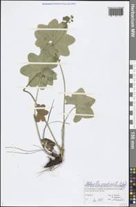 Alchemilla argutiserrata H. Lindb. ex Juz., Eastern Europe, Northern region (E1) (Russia)