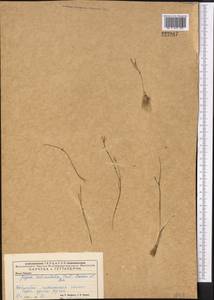 Gagea reticulata (Pall.) Schult. & Schult.f., Middle Asia, Caspian Ustyurt & Northern Aralia (M8) (Kazakhstan)