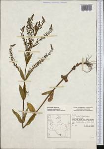 Veronica anagallis-aquatica L., Western Europe (EUR) (Germany)