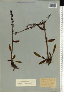 Rumex, Eastern Europe, Northern region (E1) (Russia)