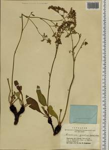 Limonium gmelini (Willd.) Kuntze, Siberia, Altai & Sayany Mountains (S2) (Russia)
