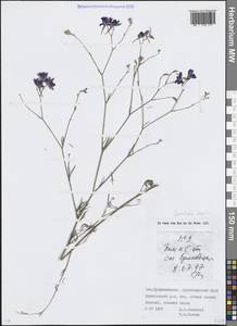 Delphinium consolida subsp. consolida, Caucasus, Krasnodar Krai & Adygea (K1a) (Russia)