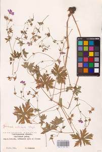 Geranium collinum Stephan ex Willd., Eastern Europe, Lower Volga region (E9) (Russia)