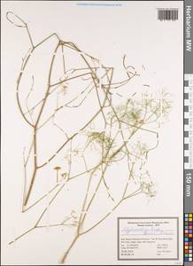 Calyptrosciadium bungei (Boiss.) Pimenov, South Asia, South Asia (Asia outside ex-Soviet states and Mongolia) (ASIA) (Iran)