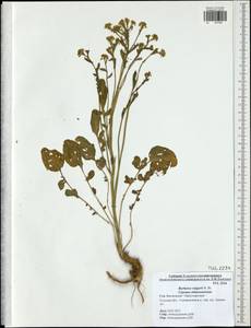 Barbarea vulgaris (L.) W.T. Aiton, Eastern Europe, Central region (E4) (Russia)