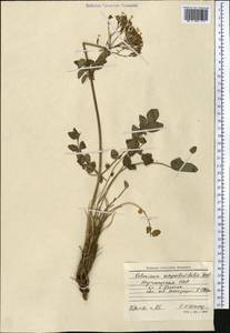 Valeriana sisymbriifolia Vahl, Middle Asia, Kopet Dag, Badkhyz, Small & Great Balkhan (M1) (Turkmenistan)
