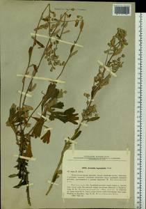 Artemisia lagocephala (Fisch. ex Besser) DC., Siberia, Baikal & Transbaikal region (S4) (Russia)