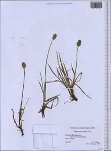 Alopecurus magellanicus Lam., Western Europe (EUR) (Svalbard and Jan Mayen)